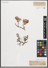 Foto von Salix reticulata L.